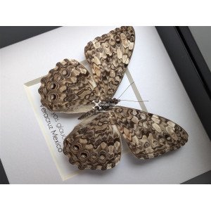 Pale cracker butterfly